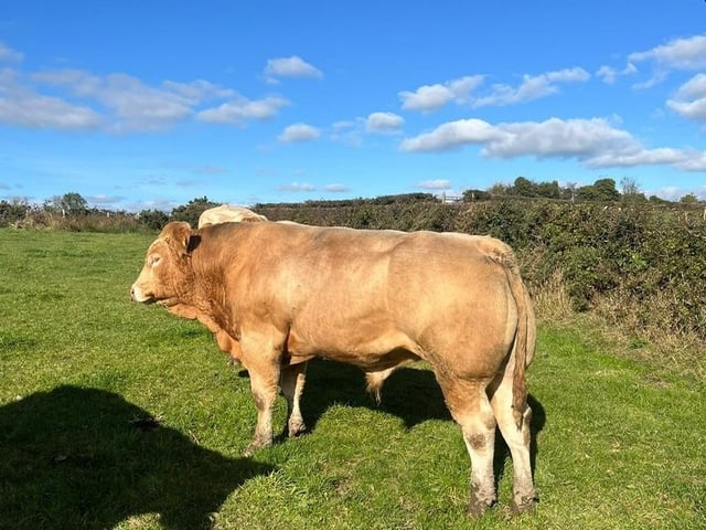 Reserve best stock bull; Glenville Blondes with Hillhead Vincenzo