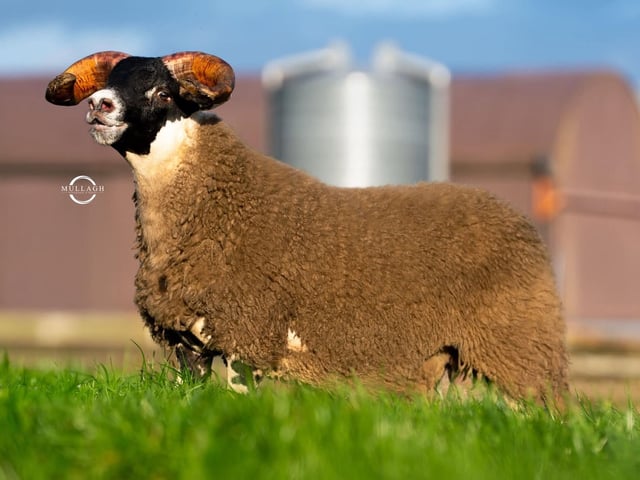 10,000gns from Cahir McGilligan