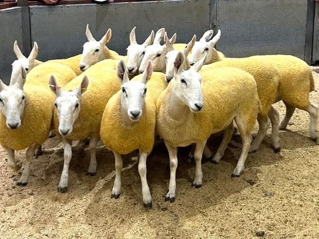 Scotch Halfbreds breeding stock