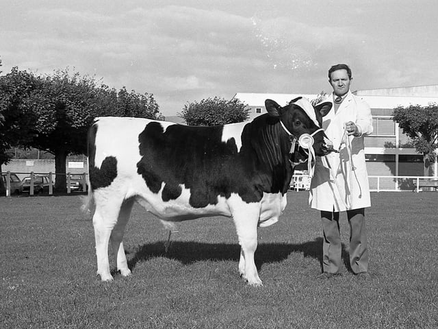 Pictured in October 1981 at the Royal Ulster Autumn show and sale at Balmoral is Brookeborough farmer Herbie Crawford with the Friesian reserve male champion at the show and sale. Picture: Farming Life archives/Darryl Armitage