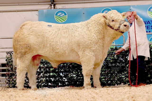 Brigadoon Truman, 4th in Class 1, sold for 6,400gns. Pic: William McElroy