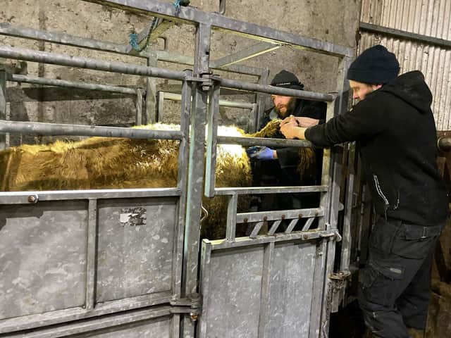A pelvic measurement demonstration carried out by vet David McKinstry on a batch of replacement heifers on the farm of BDG host Mark Anderson, Ballymoney.