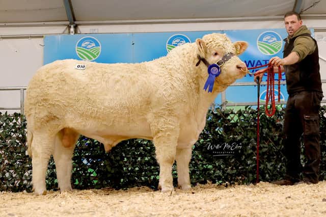 Fury Tyson, 2nd in Class 2 , sold for 5,100gns. Pic: William McElroy