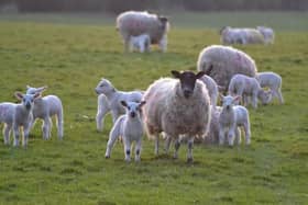 The Ulster Farmers’ Union says falling sheep prices are leaving the sector in an uneconomical state as farmers are not making enough of a return to cover input costs