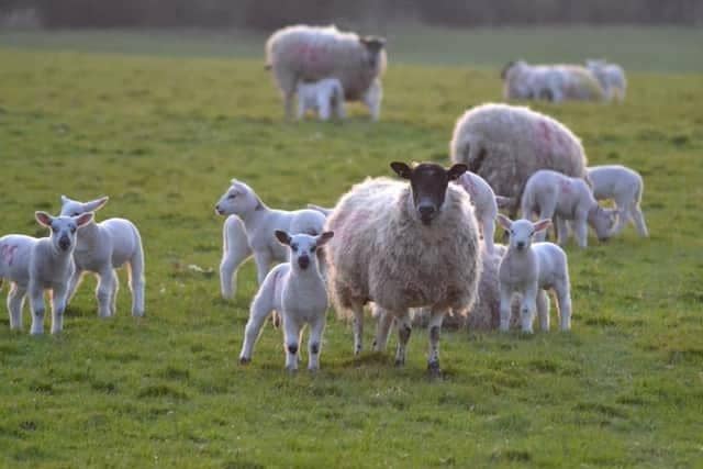 The Ulster Farmers’ Union says falling sheep prices are leaving the sector in an uneconomical state as farmers are not making enough of a return to cover input costs
