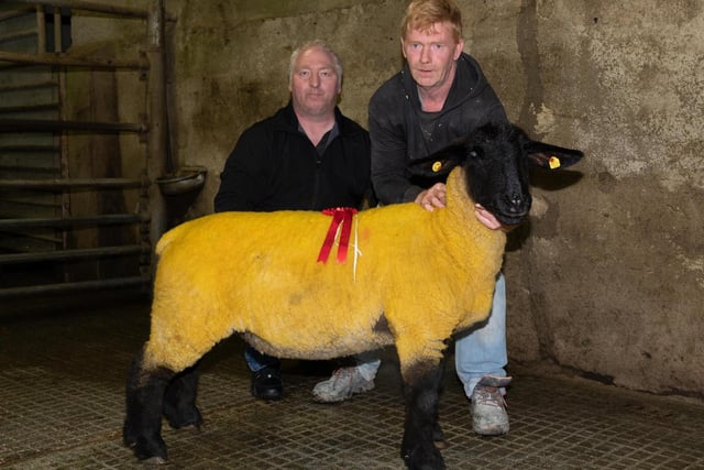 Judge, Wesley Knox with Tommy Kavanagh and the in lamb Grimmers winner at the Donegal Pedigree Suffolk Breeders Show and Sale in Raphoe Livestock Mart. Photo Clive Wasson