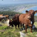 A small herd of traditional cattle will be helping to bring wildlife back to Northern Ireland’s highest peaks following a devastating fire two years ago. Picture: National Trust NI