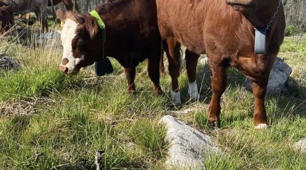 A small herd of traditional cattle will be helping to bring wildlife back to Northern Ireland’s highest peaks following a devastating fire two years ago. Picture: National Trust NI