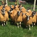 A selection of mule ewe lambs ready for the sale.