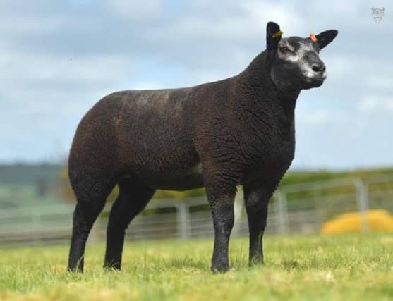 Russell Mill will have a number of lots in the Springtime Sparklers Sale including ET progeny out of Derg Fantasy 4500 guineas
