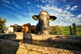 A cow drinking from a trough