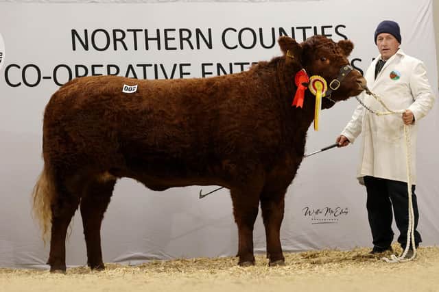 Reserve overall champion and top price Carrick View Utah, from G.A. & G.T. McCall, 4,500gns