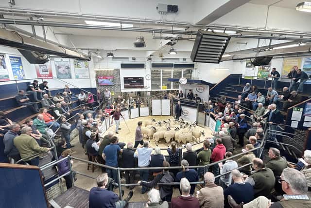 NEMSA 2023 Carlisle Borderway gimmer lamb sale. Picture: Submitted