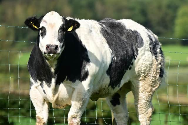 The next Jalex on farm sale of 150 in calf commercial heifers takes place on Saturday 21st October, 12 noon at Gloverstown Road, Randalstown
