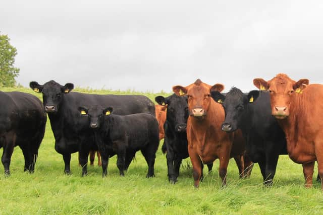 Ian Browne runs a herd of 100 pedigree red and black Aberdeen Angus cows and followers. Picture: Julie Hazelton