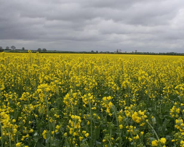 Oilseed rape