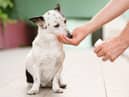 Giving a dog antibiotics (photo: Adobe)