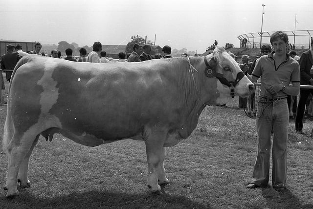 Mr Bob McBride, Crossgar, Co Down, with his father’s Simmental champion cow at the Ballymena Show in June 1982. Picture: Farming Life/News Letter archives