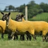 James Alexander has announced details for his on-farm breeding sheep sale which is now firmly established as a firm favourite with commercial sheep producers. H&H will conduct the auction which takes place at Gloverstown Road, Randalstown on Saturday 29th July. Picture: Alfie Shaw