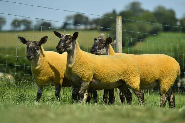 James Alexander has announced details for his on-farm breeding sheep sale which is now firmly established as a firm favourite with commercial sheep producers. H&H will conduct the auction which takes place at Gloverstown Road, Randalstown on Saturday 29th July. Picture: Alfie Shaw