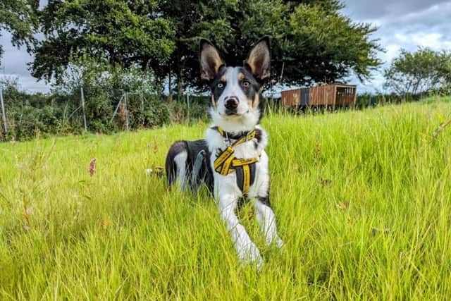 Desmond is a super fun, energetic and intelligent Border Collie. (Pic: Dogs Trust)