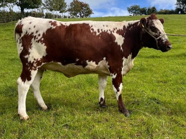 Dummully Annabelle from Aubrey McAlister (NI) made £3,050