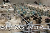 Armoy mart