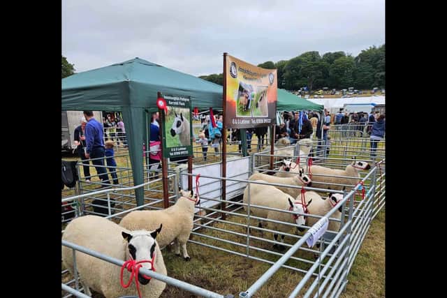 Glen Latimer and the Kerryhill sheep society take best sheep breed promotional award at Castlewellan show.