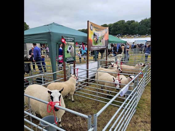 Glen Latimer and the Kerryhill sheep society take best sheep breed promotional award at Castlewellan show.