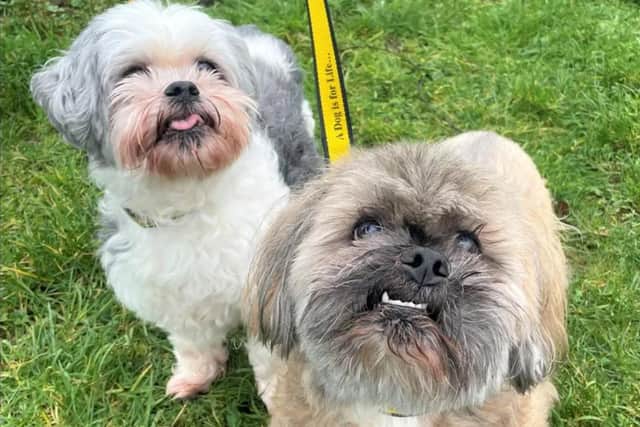 Rab and Casper are an endearing, independent duo who are happy going at their own pace. (Pic: Dogs Trust)