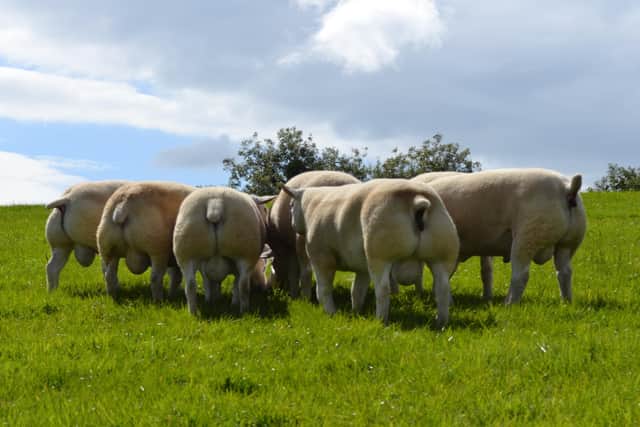 Select Texel shearling sale at Ballymena