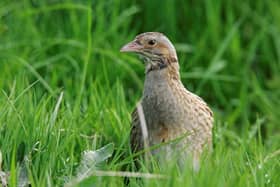 RSPB NI has announced that the distinctive call of the Corncrake has been heard once again on Rathlin Island on 17th April)