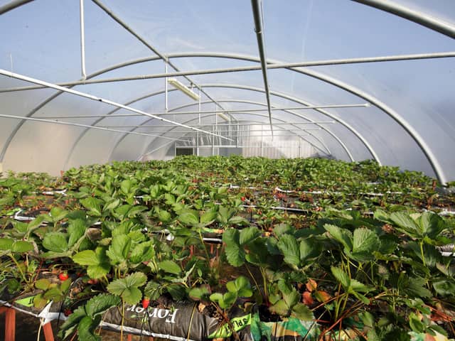 Growing strawberries in a polytunnel. Picture: Cliff Donaldson