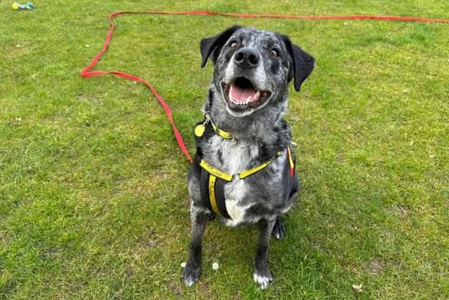Merle is a handsome and friendly big boy who is enjoying home comforts in a foster home. (Image: Dogs Trust)