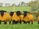 Jalex females heading to the Great Bonanza Sale this Saturday (5 November) which takes place at 88 Gloverstown Road, Randalstown. Image: Alfie Shaw