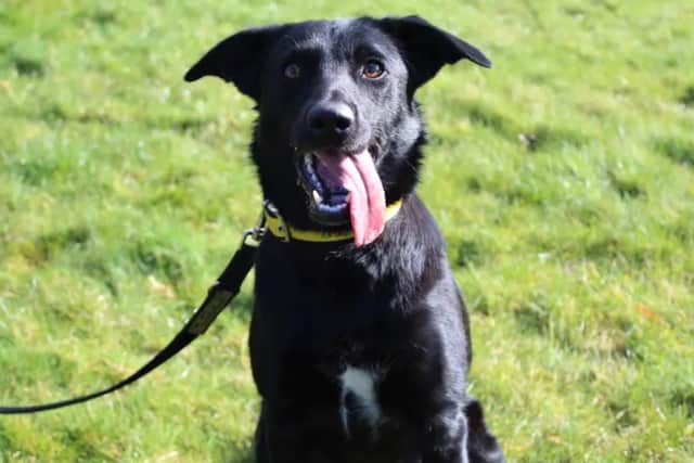 Missy is great around children, dogs and potentially cats. (Picture: Dogs Trust)