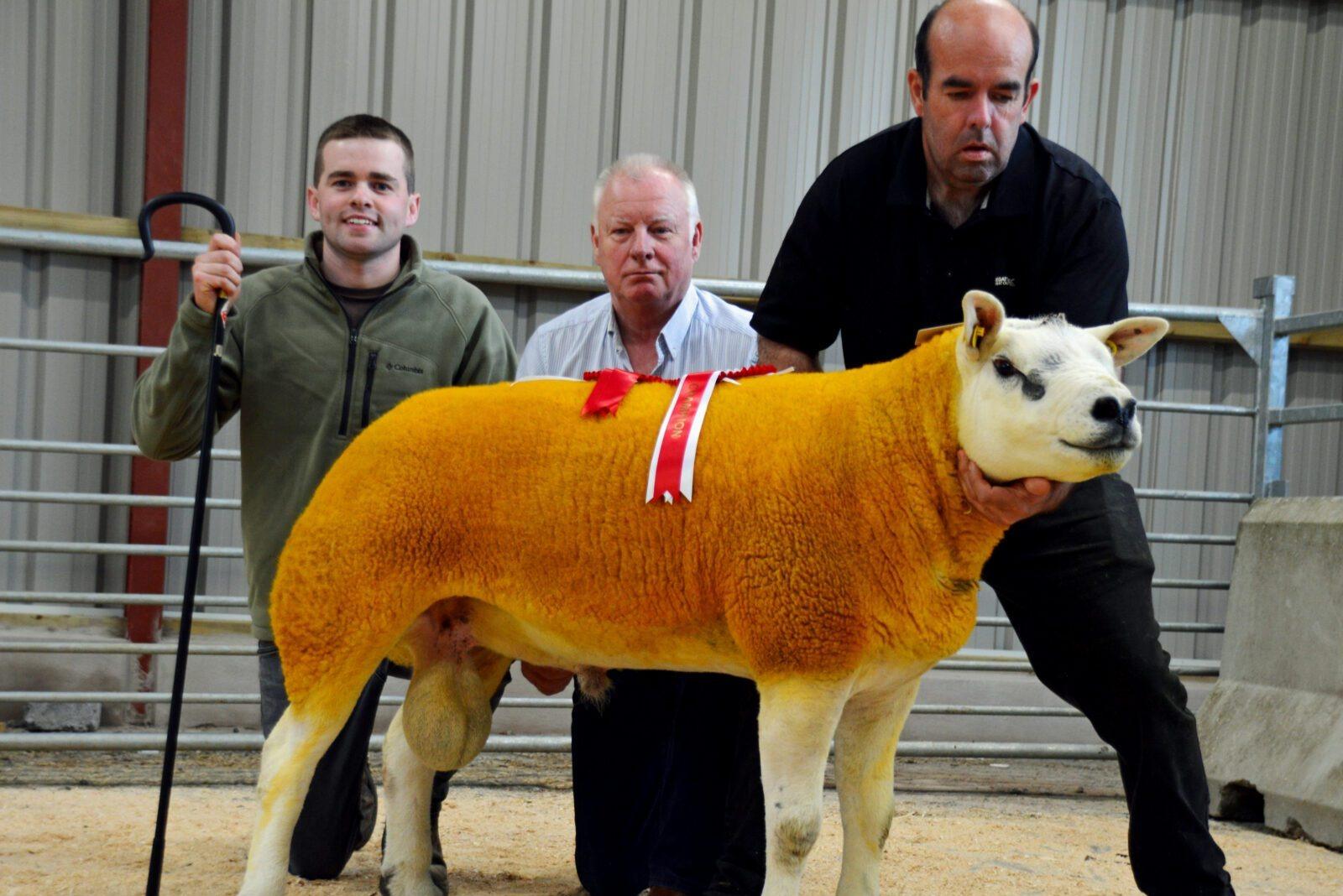 Texel Rams in demand at Swatragh Market
