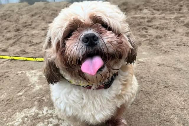 Casey is a seven-year-old very sweet natured Shih Tzu who is so much fun to be around. (Image: Dogs Trust)