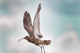 Curlew in flight c.Marlies Nicolai, GWCT
