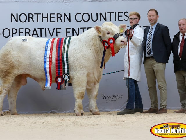 Gorteade Apache - Supreme Overall Champion - James McKeagney - 9,500gns