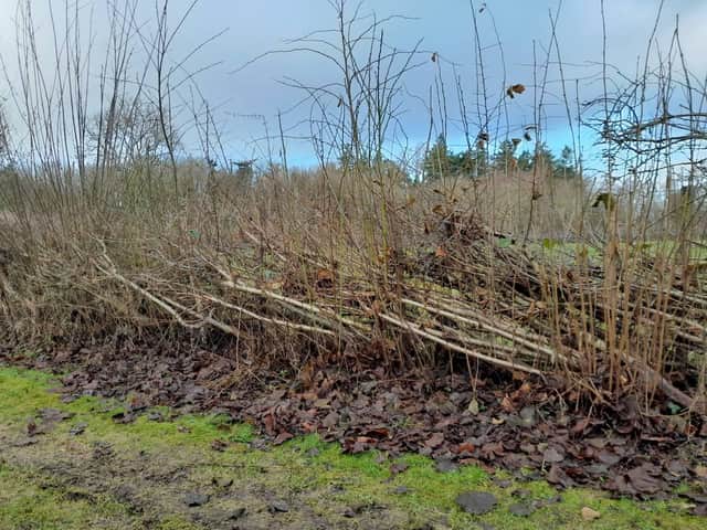 A laid hedge on CAFRE’s nature trail at Greenmount campus showing one year’s rapid basal regrowth. Registration for introductory hedge laying courses is via the CAFRE website.