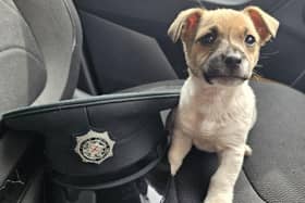 Police in Co Armagh found this little pup