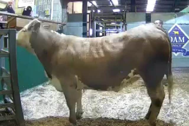 Top-priced heifer sold to £1740 in Omagh Auction Mart