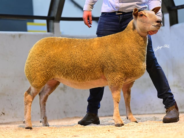 Lot 79 Sale topper selling for 2,300gns to J P Graham