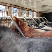 A consignment of horses abandoned at a Kent holding yard when authorities discovered they were being smuggled out of the UK has been rescued by leading international equine charity, World Horse Welfare. Picture: World Horse Welfare