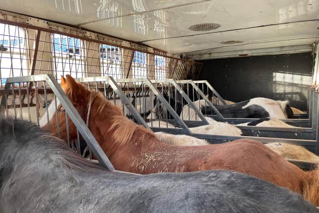 A consignment of horses abandoned at a Kent holding yard when authorities discovered they were being smuggled out of the UK has been rescued by leading international equine charity, World Horse Welfare. Picture: World Horse Welfare