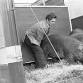 Mr Stanley Anderson, Tullyconnell, Cookstown, Co Tyrone, takes delivery of a new breed of pigs for Northern Ireland – purebred Durocs for his herd – in April 1982. Picture: Farming Life/News Letter archives