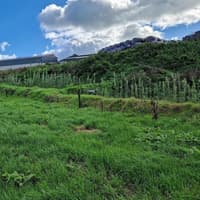 Protecting the River Licky: Farmer-led action supporting water quality and Freshwater Pearl Mussel habitat