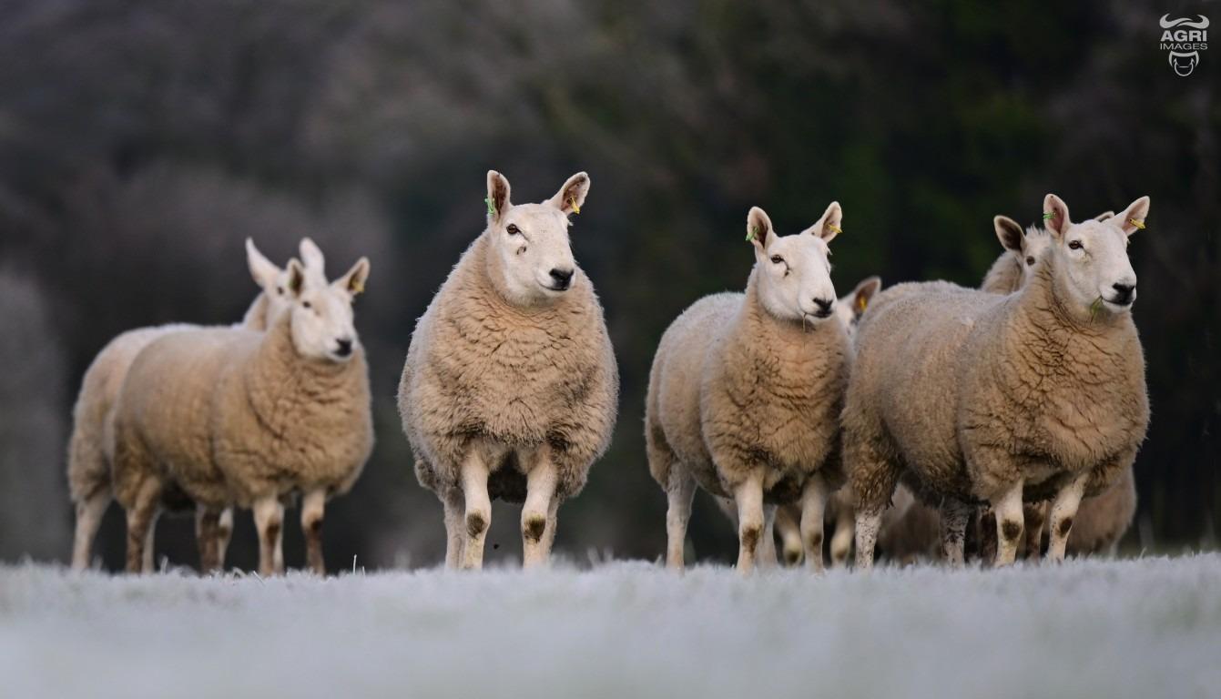 Richardsons commercial sheep flock to go under hammer at Ballymena