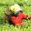 03/12/2009 PA Photo of a tea picker collects tea leavesat the Chamraj, Fairtrade tea plantation in the Nigiri Hills of Tamil Nadu, South India. See PA Feature GREEN Fairtrade Tea. Picture credit should read: Zak Hussein/PA Photos. WARNING: This picture must only be used to accompany PA Feature GREEN Fairtrade Tea. 